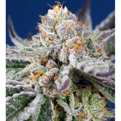 Sweet Seeds Orange Apricot Glue XL Auto feminisiert