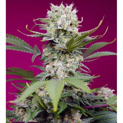 Sweet Seeds Sweet Mandarine Zkittlez XL Auto feminisiert