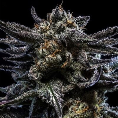 Ripper Seeds Zombie Kush Auto feminisiert