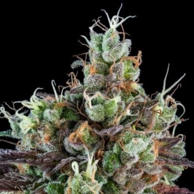 Ripper Seeds Sour Ripper Auto feminisiert