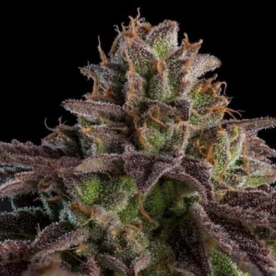 Ripper Seeds KmintZ Auto feminisiert