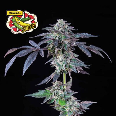 Seedsman Banana Jealousy feminisiert