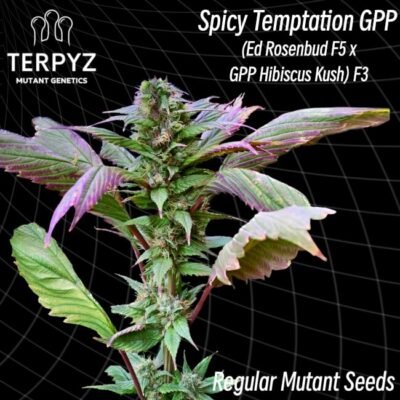 TerpyZ Mutant Genetics Spicy Temptation GPP regulär