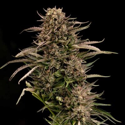 Seedsman Fatso GMO F1 Auto feminisiert