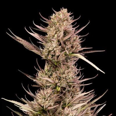 Seedsman Garlic Muffin F1 Auto feminisiert