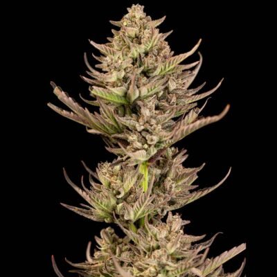 Seedsman Purple Punch F1 Fast feminisiert