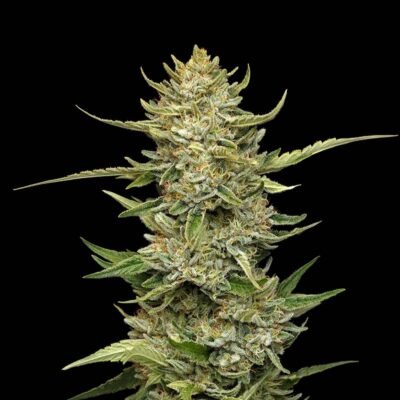 Seedsman Sour Diesel Auto feminisiert