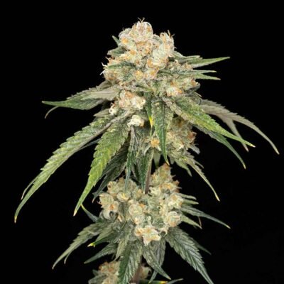 Seedsman Ice Dream Cake feminisiert