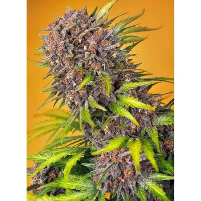 Sweet Seeds Diablo Rojo XL Auto feminisiert