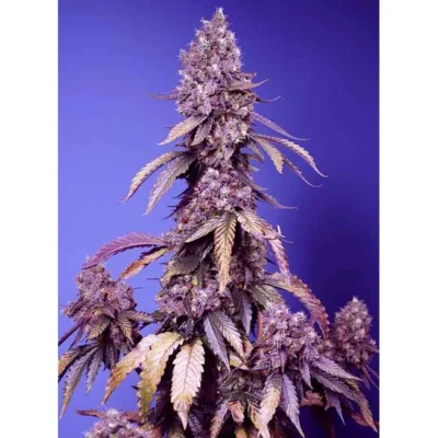Sweet Seeds Black Muffin F1 FAST feminisiert