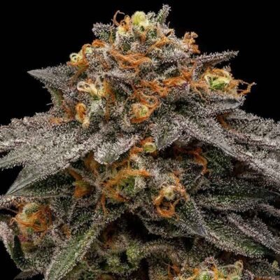 Ripper Seeds Shimo feminisiert