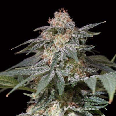 Silent Seeds Lemon Tree FAST feminisiert