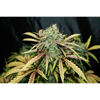 Seedsman Amnesia regulär