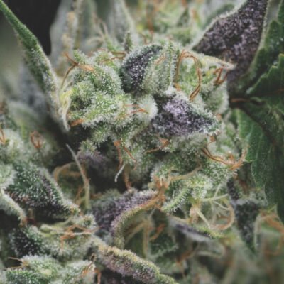 Pyramid Seeds Gorila Auto feminisiert