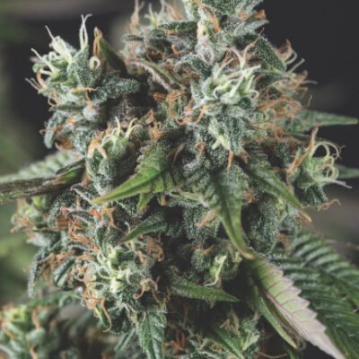 Pyramid Seeds Do Si Dos Auto feminisiert