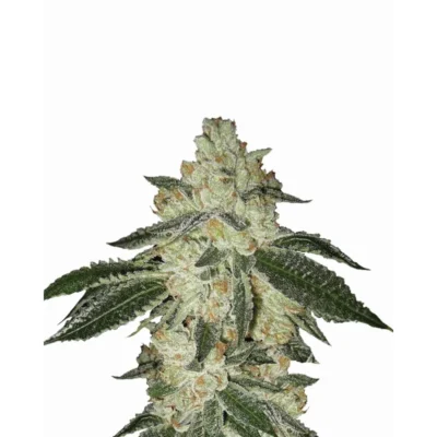 Nirvana Seeds Aurora Indica Auto feminisiert
