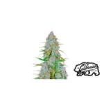 Fast Buds Californian Snow Auto Hanfsamen