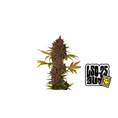 Fast Buds LSD-25 Auto Hanfsamen