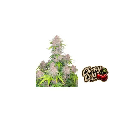 Fast Buds Cherry Cola Auto Hanfsamen