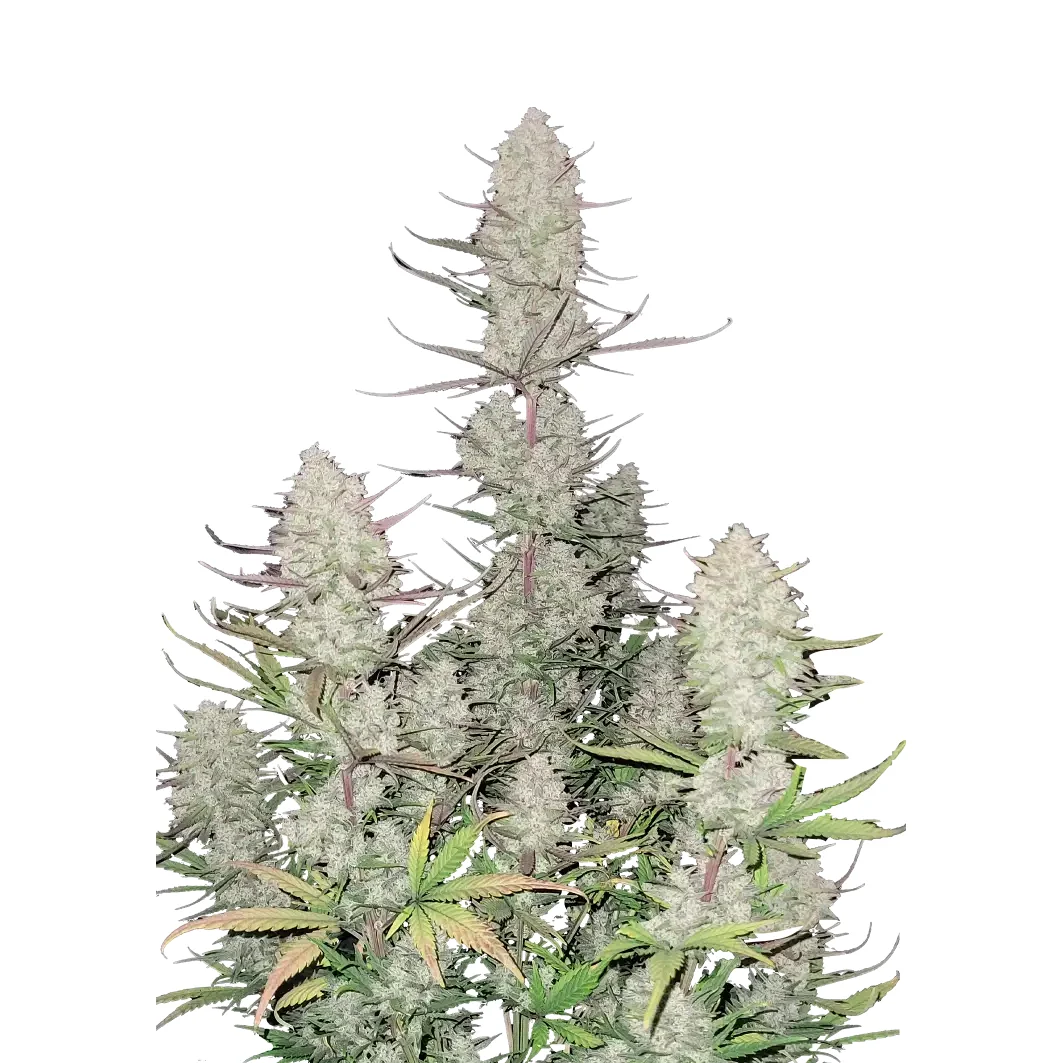 Fast Buds Tropicana Cookies Auto Hanfsamen – Bild 2
