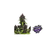 Fast Buds Purple Haze Auto Hanfsamen