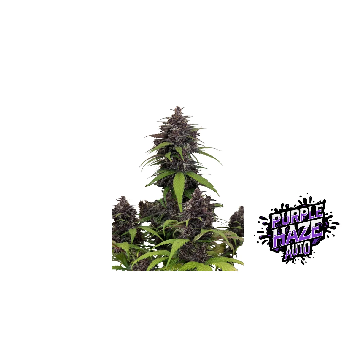 Fast Buds Purple Haze Auto Hanfsamen