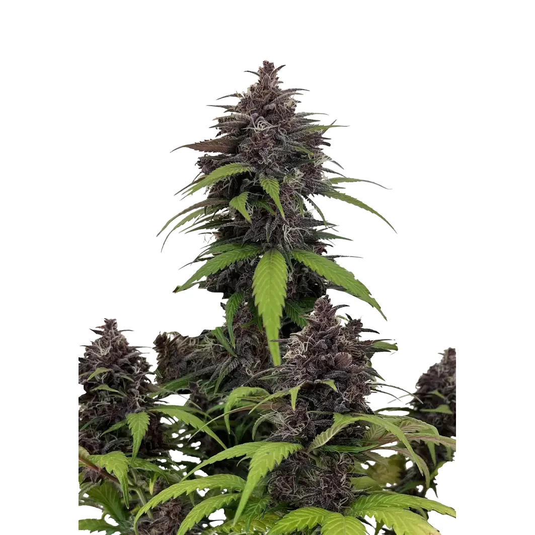Fast Buds Purple Haze Auto Hanfsamen – Bild 2
