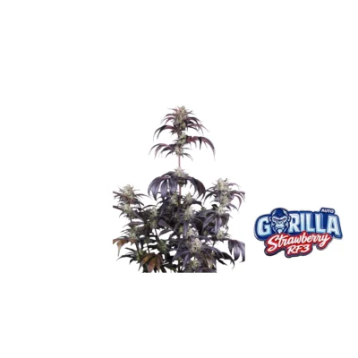 Fast Buds Strawberry Gorilla Auto RF3 Hanfsamen