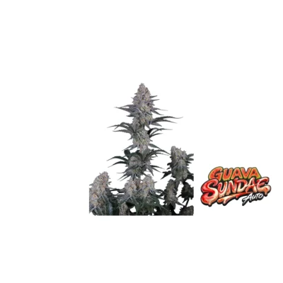 Fast Buds Guava Sundae Auto Hanfsamen