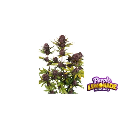 Fast Buds Purple Lemonade Auto RF3 Hanfsamen