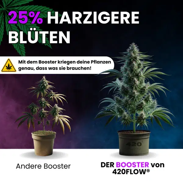 420flow Der Booster – Bild 3