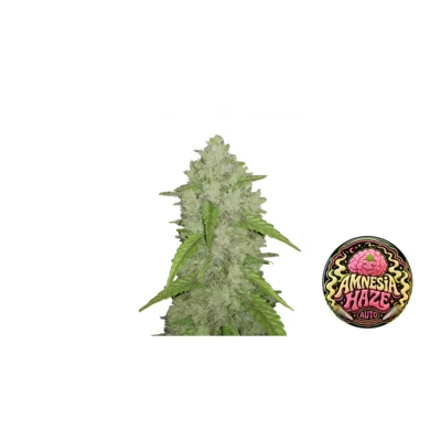 Fast Buds Amnesia Haze Auto Hanfsamen