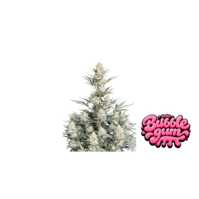 Fast Buds BubbleGum Auto Hanfsamen