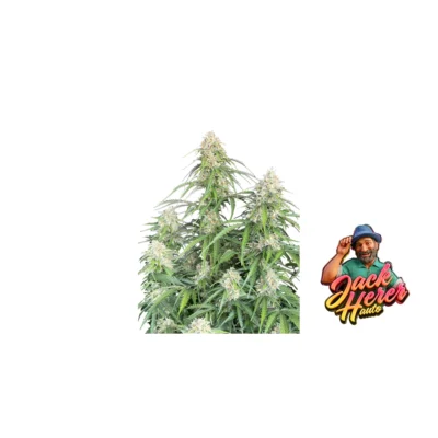 Fast Buds Jack Herer Auto Hanfsamen