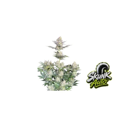 Fast Buds Skunk Auto Hanfsamen