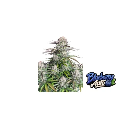 Fast Buds Blueberry Auto Hanfsamen