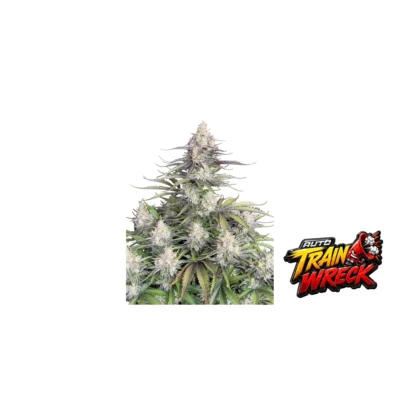 Fast Buds Trainwreck Auto Hanfsamen