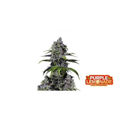 Fast Buds Purple Lemonade FF Hanfsamen