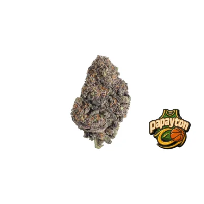 Fast Buds Papayton Hanfsamen