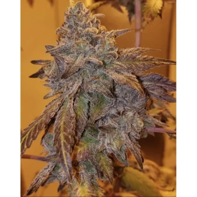 Purple City Genetics Purple #40 feminisiert
