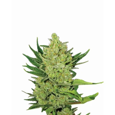 Nirvana Seeds Big Bud Auto feminisiert