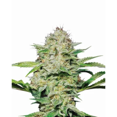 Nirvana Seeds Hindu Kush feminisiert