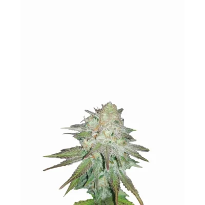 Nirvana Seeds Raspberry Cough Auto feminisiert