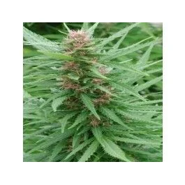 Ace Seeds Ace Mix feminisiert