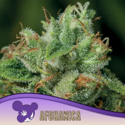 Anesia Seeds Afghanica – 3 Stück