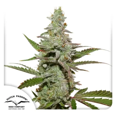 Dutch Passion Amsterdam Amnesia