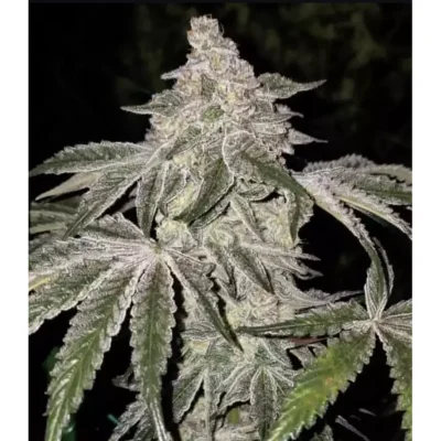 Ethos Genetics Atomic Leisure R1 feminisiert – 5 Samen