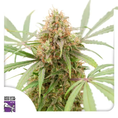 Dutch Passion Auto AK Triple Haze
