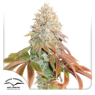 Dutch Passion Auto Banana Blaze – 3 Samen