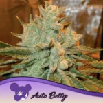 Anesia Seeds Auto Betty - 3 Samen